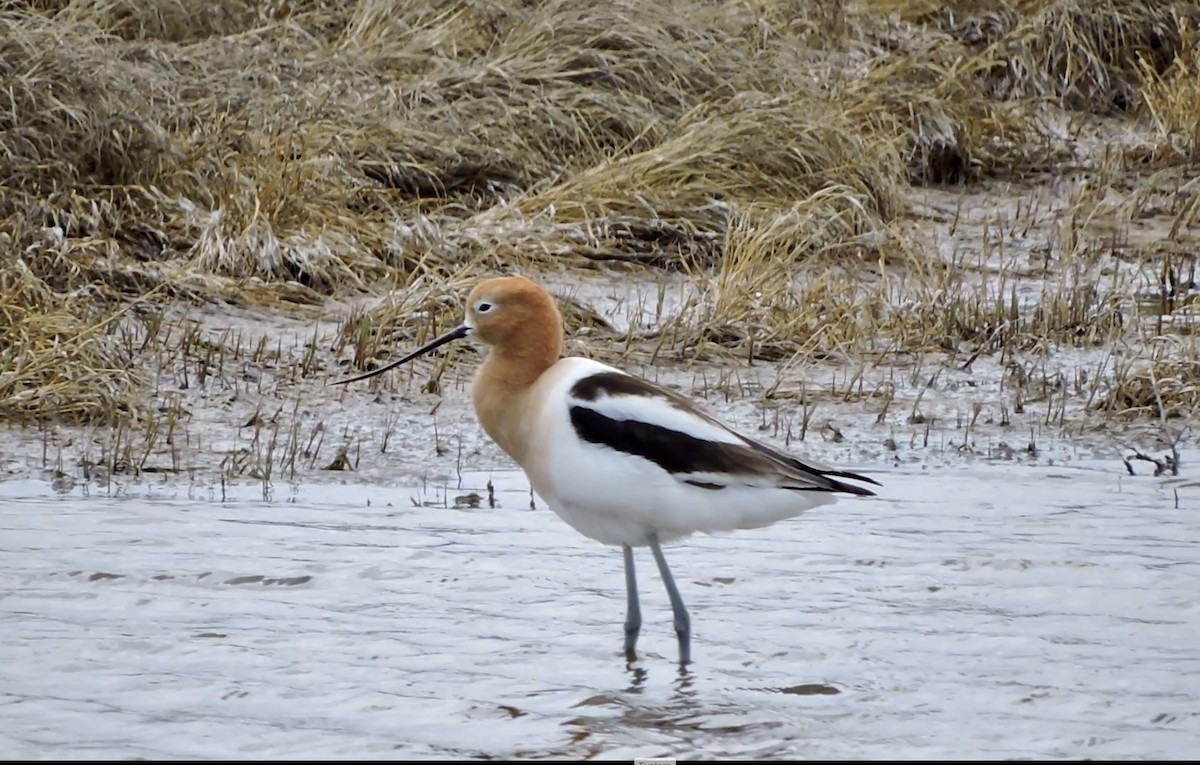 Avocette d'Amérique - ML446795301