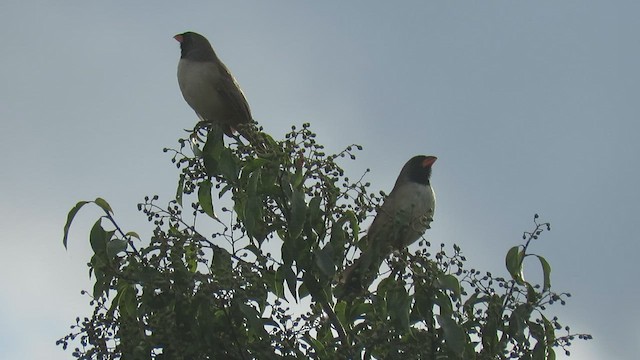 Black-throated Saltator - ML446795431