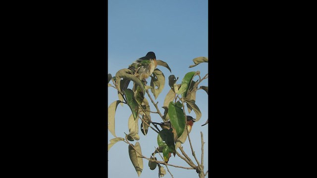 White-rumped Tanager - ML446795801