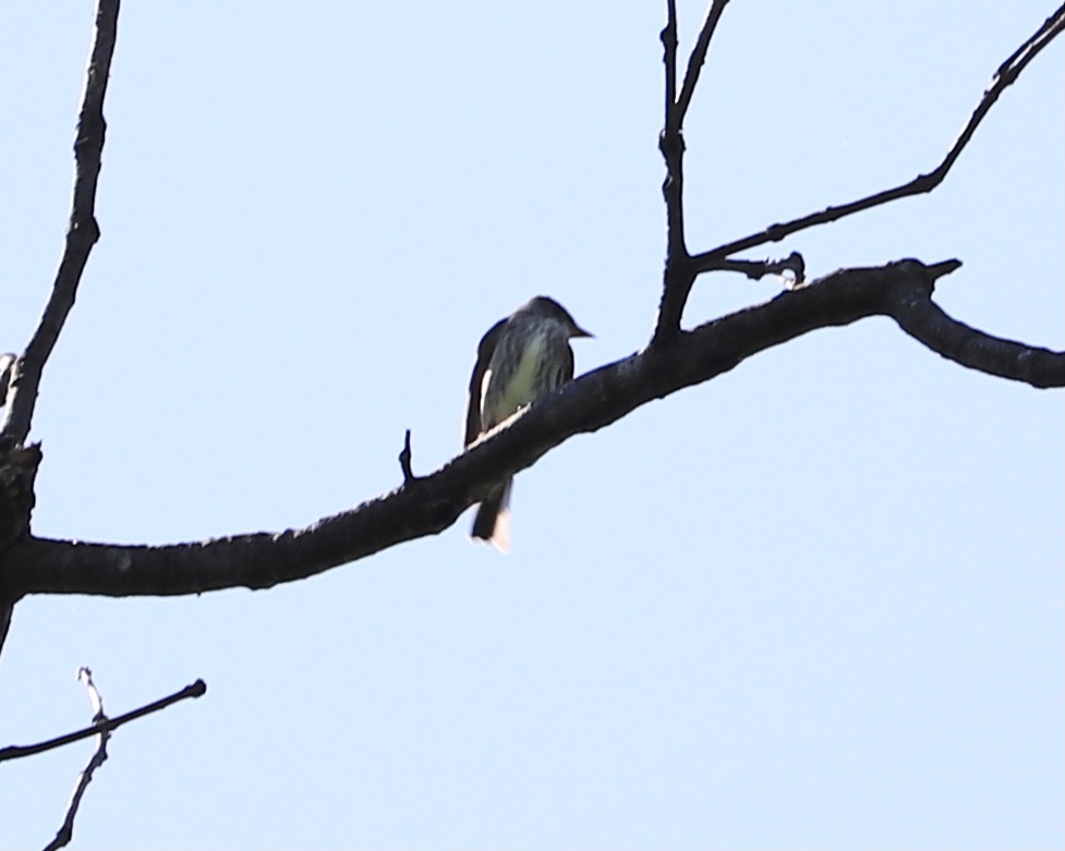 Olive-sided Flycatcher - Frank Klotz