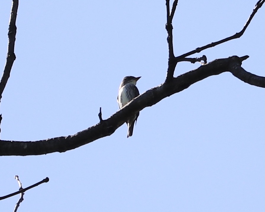 Olive-sided Flycatcher - ML446796641