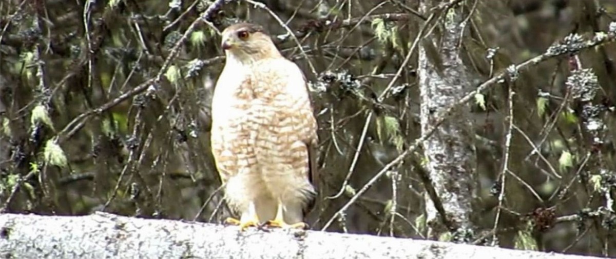 Cooper's Hawk - ML446797111