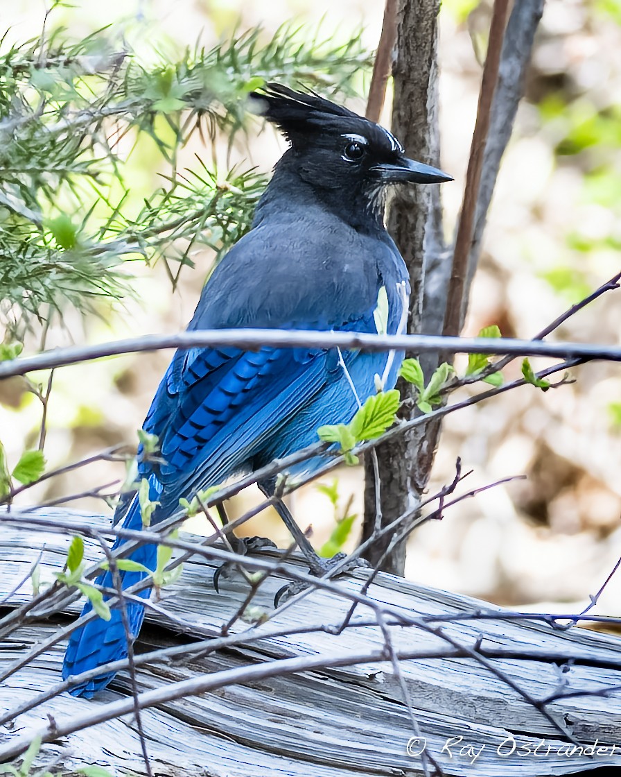 Steller's Jay - ML446797451