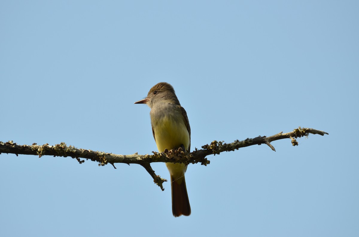 Great Crested Flycatcher - ML446798471