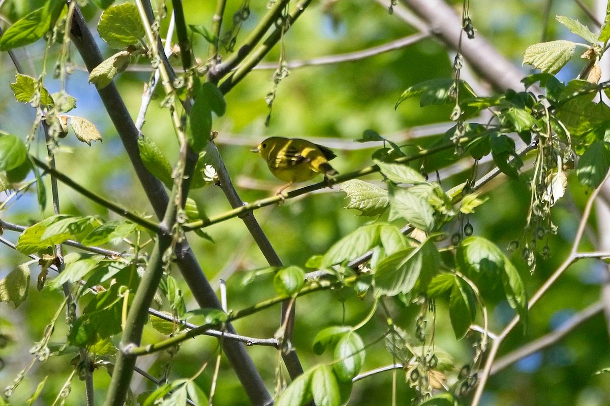 Yellow Warbler - ML446798631