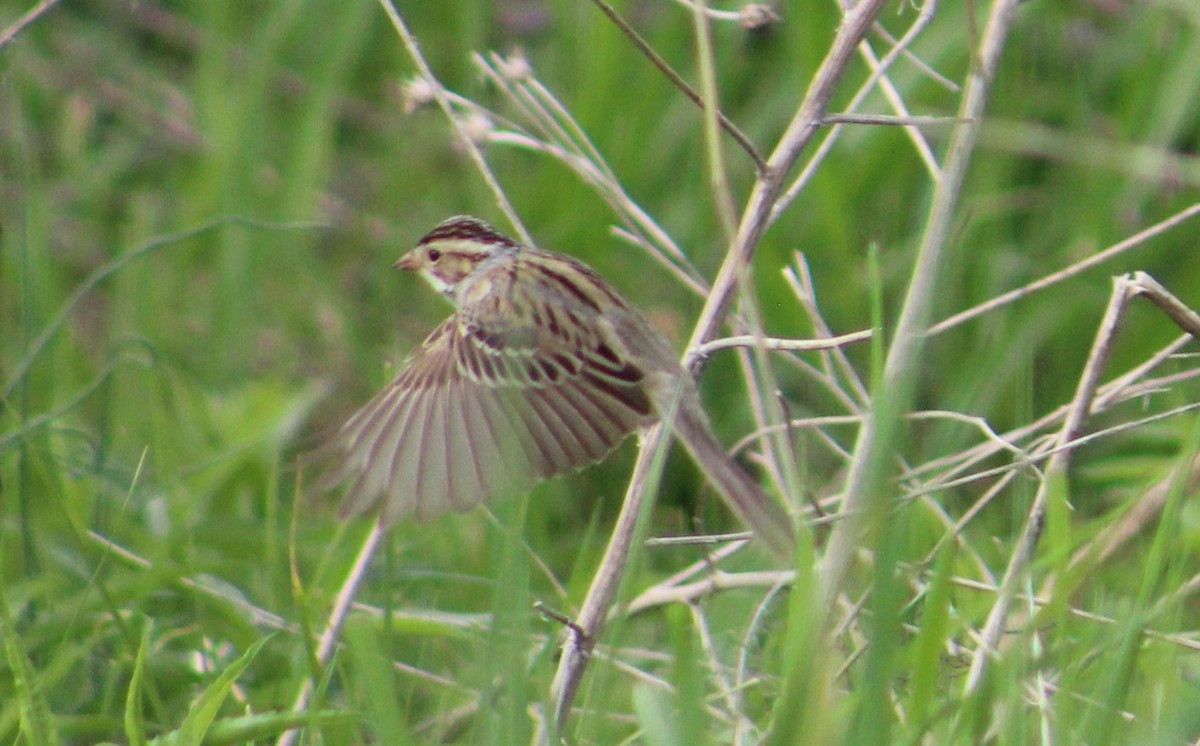 Clay-colored Sparrow - ML446799011