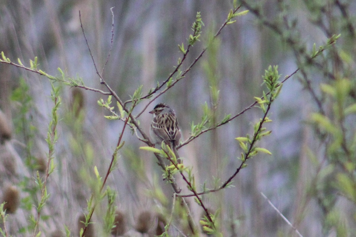 Clay-colored Sparrow - ML446799021