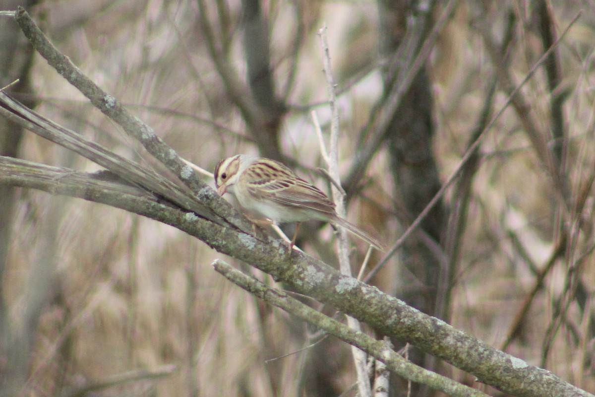 Clay-colored Sparrow - ML446799031