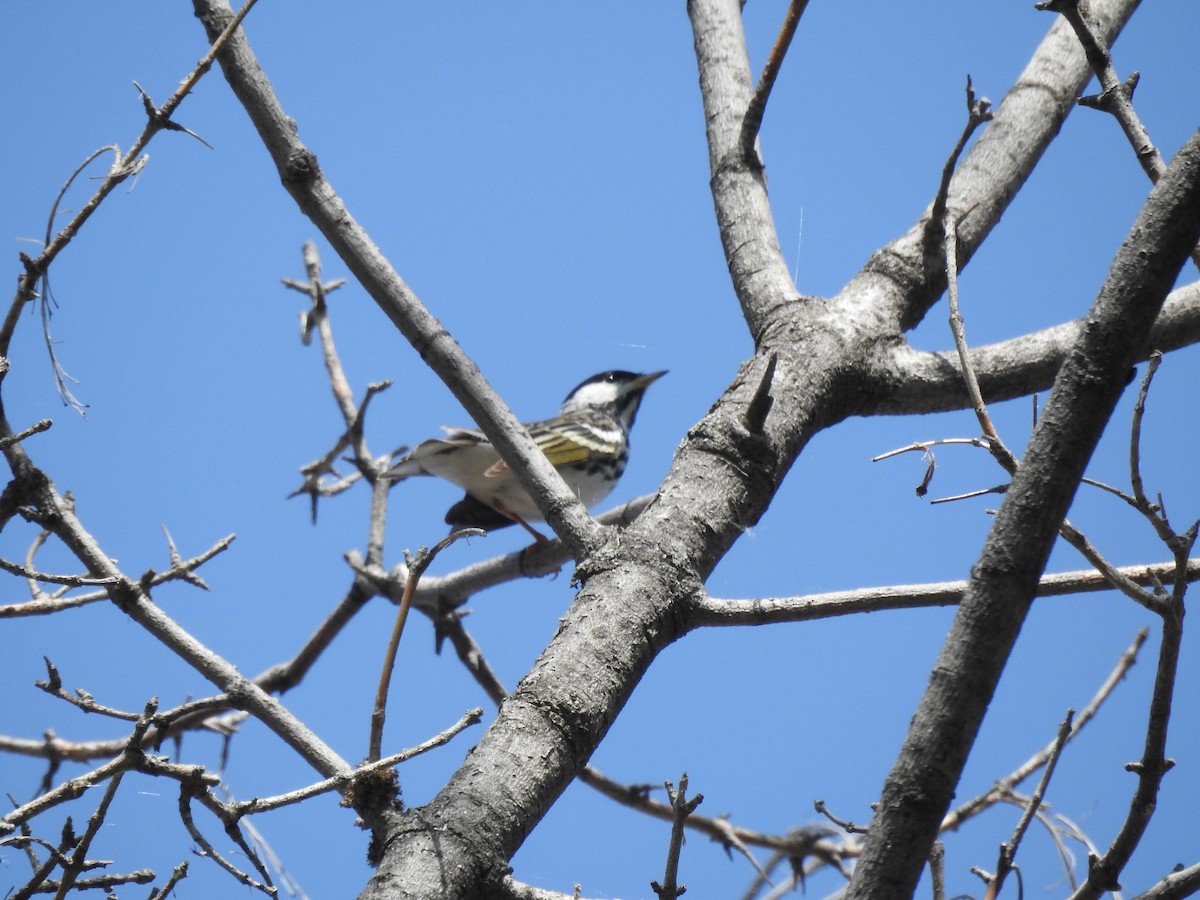 Blackpoll Warbler - Darlene  Peterson