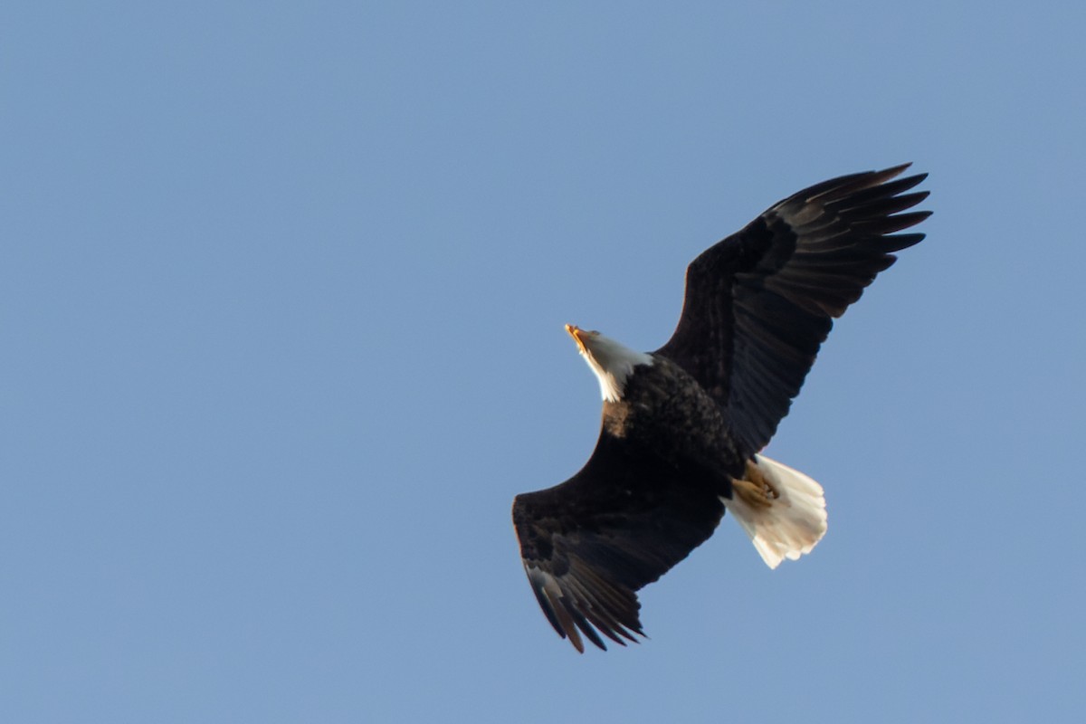 Bald Eagle - Kyle Blaney