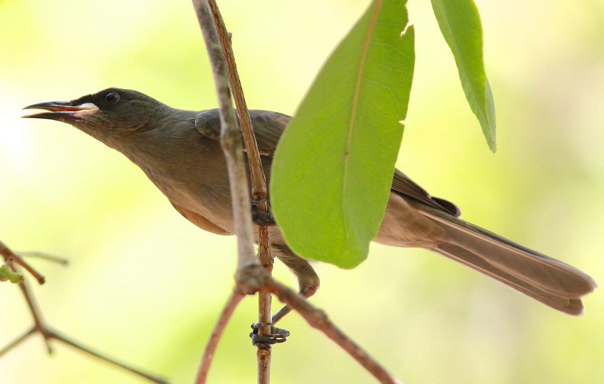 White-gaped Honeyeater - Dave Czaplak