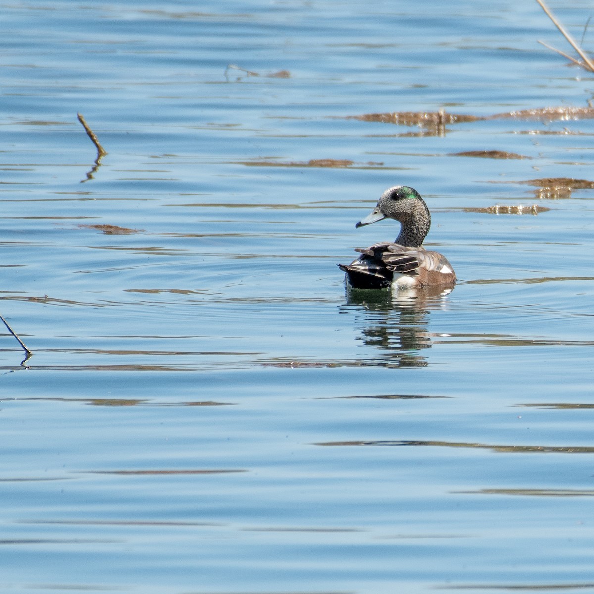 American Wigeon - ML446802361