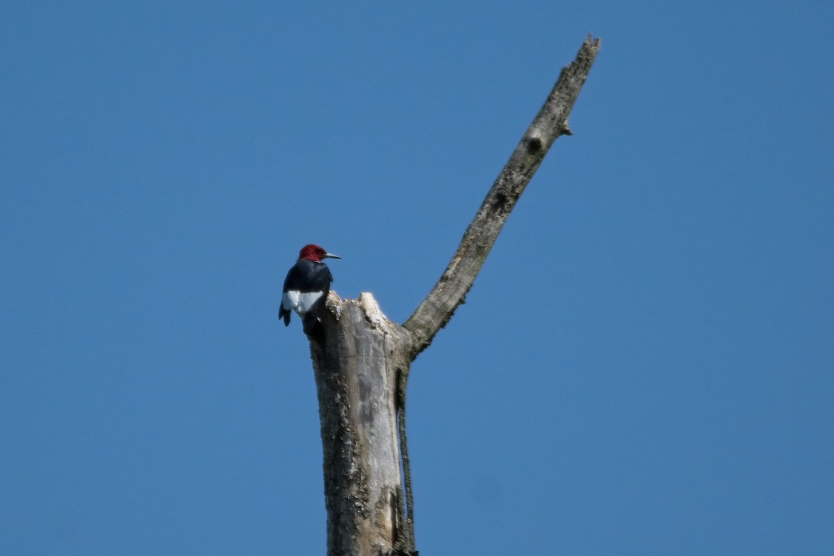 Red-headed Woodpecker - ML446802581