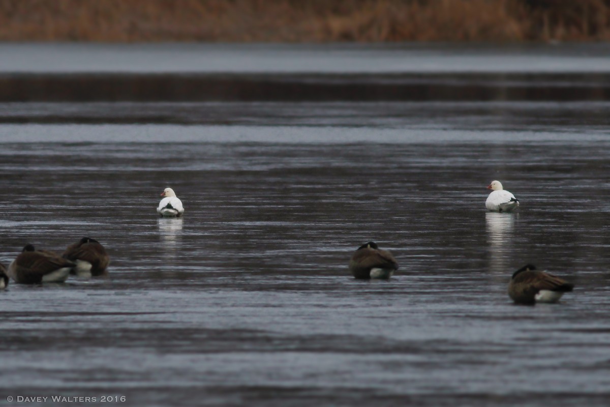 Ross's Goose - Davey Walters