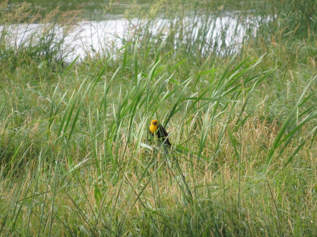 Yellow-headed Blackbird - Robin Maercklein