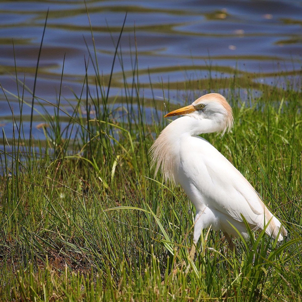 Western Cattle Egret - ML446806161