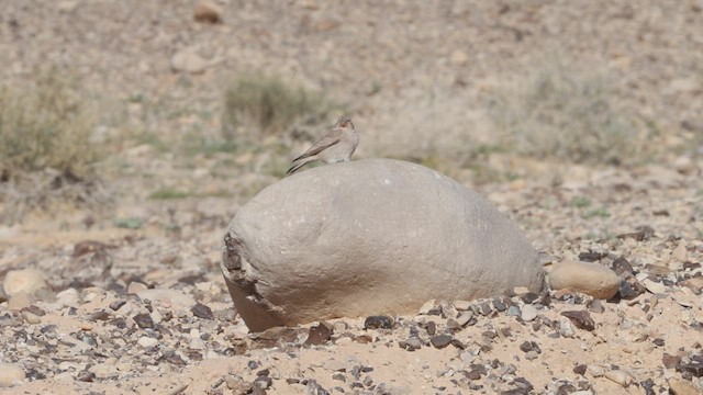 Trumpeter Finch - ML446806681
