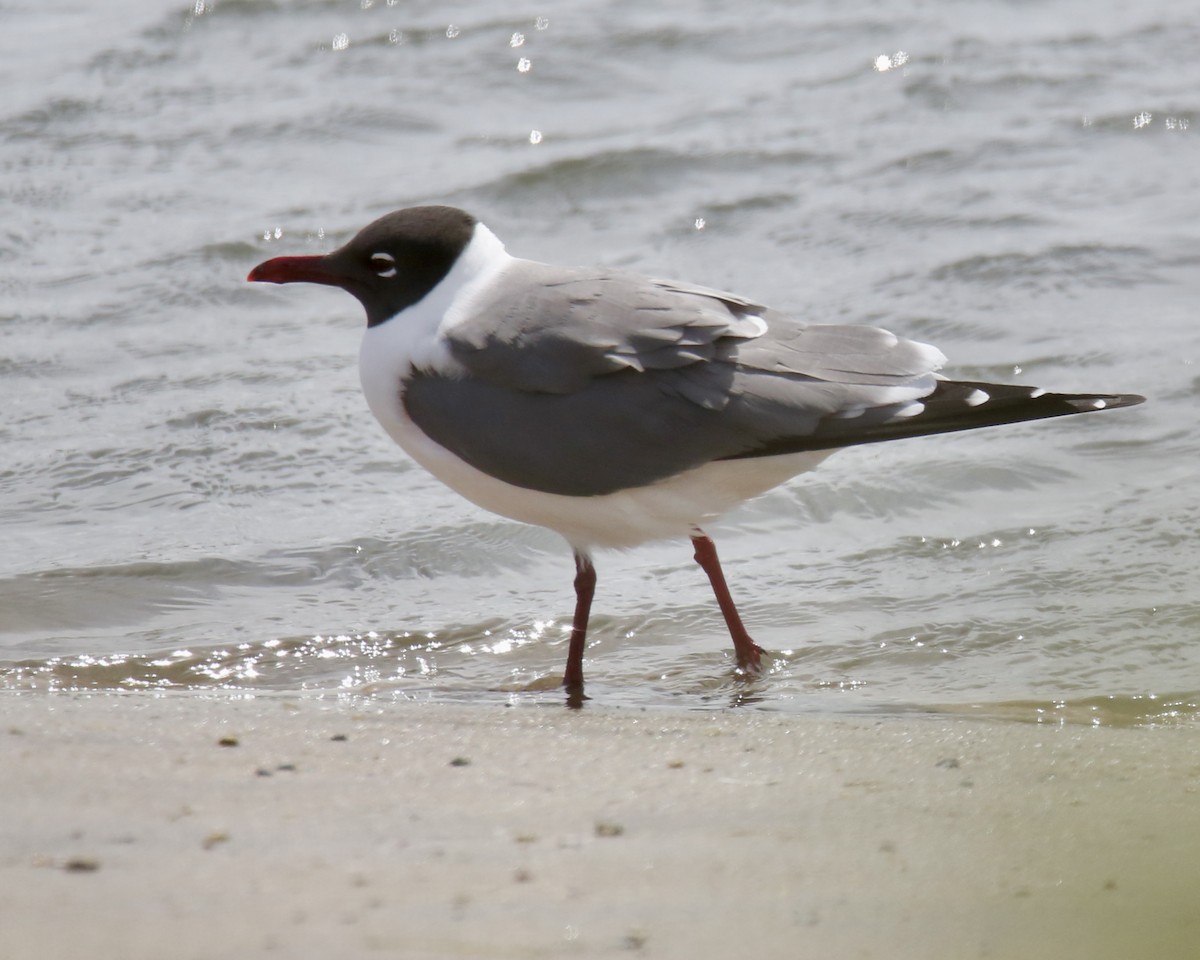 Laughing Gull - Betsy Staples