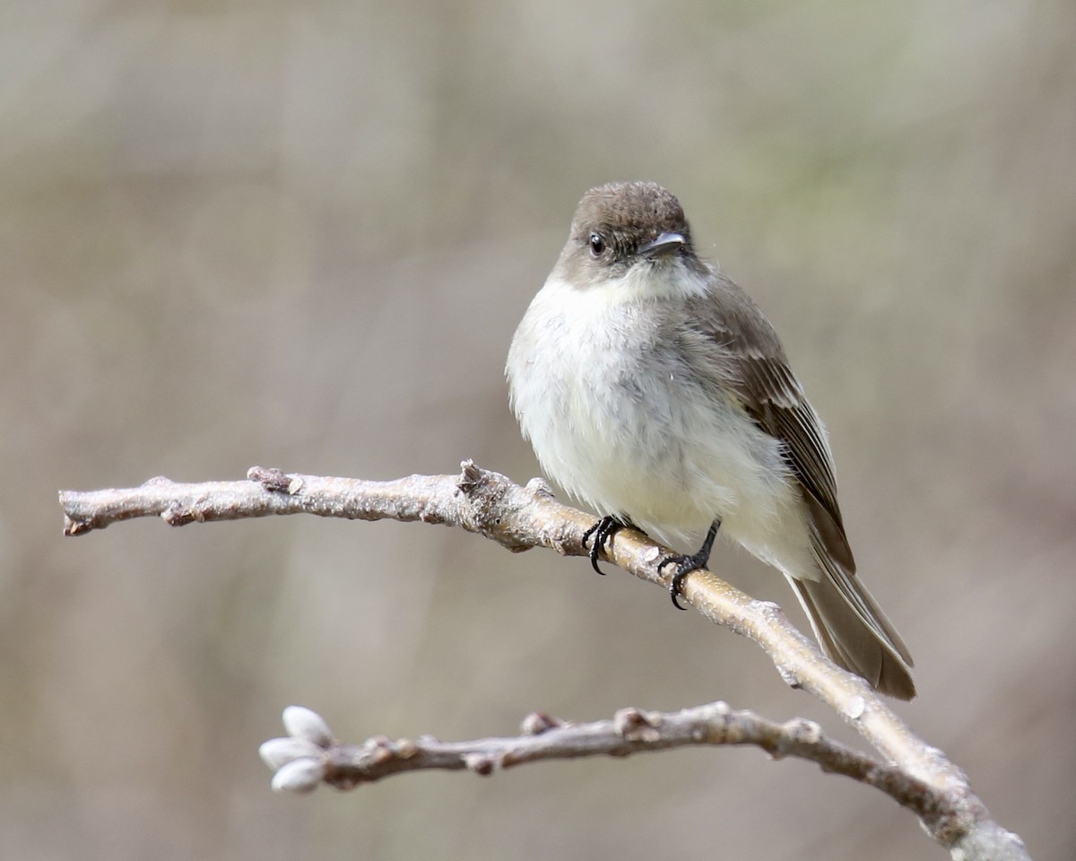 Eastern Phoebe - ML446807781