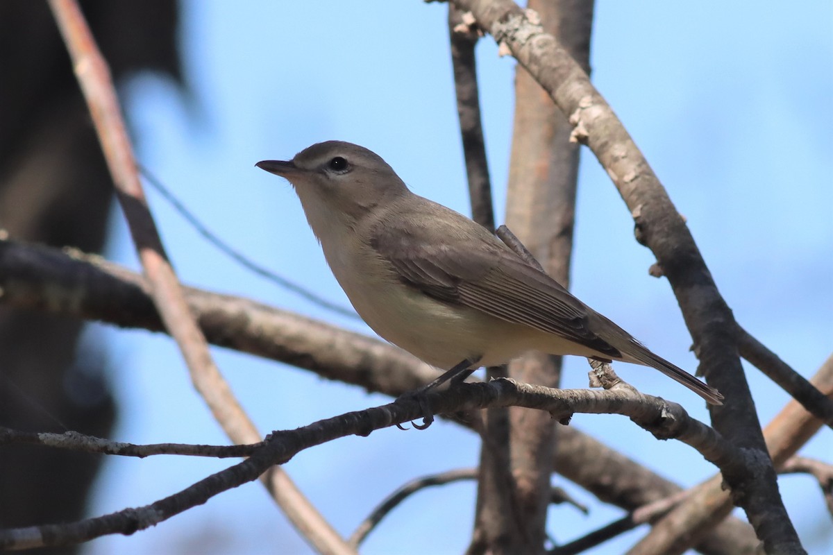 Sängervireo - ML446808601