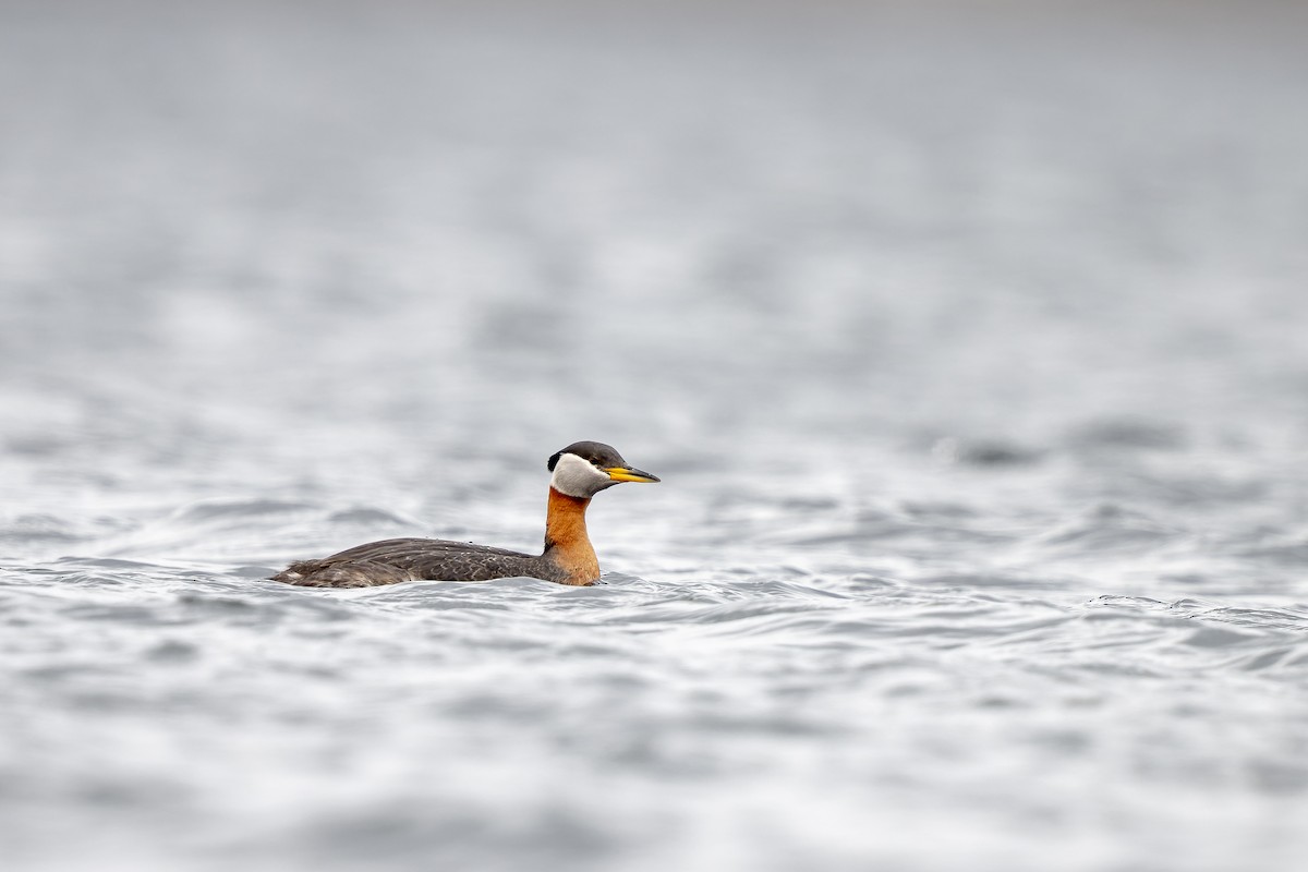 Red-necked Grebe - Frédérick Lelièvre