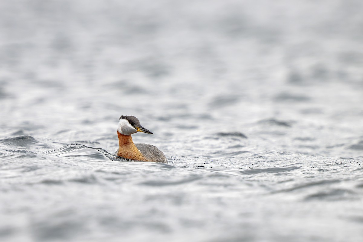 Red-necked Grebe - Frédérick Lelièvre