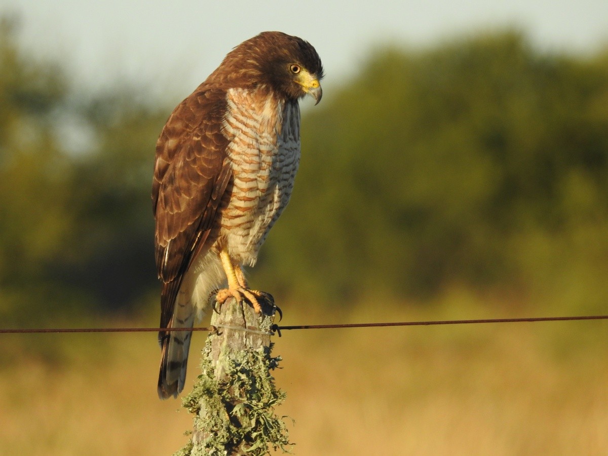 Roadside Hawk - Maximiliano Sager