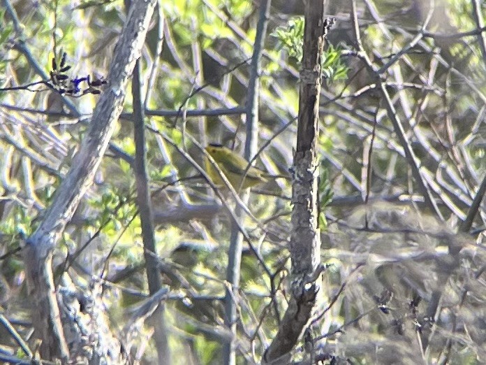 Wilson's Warbler - ML446809891