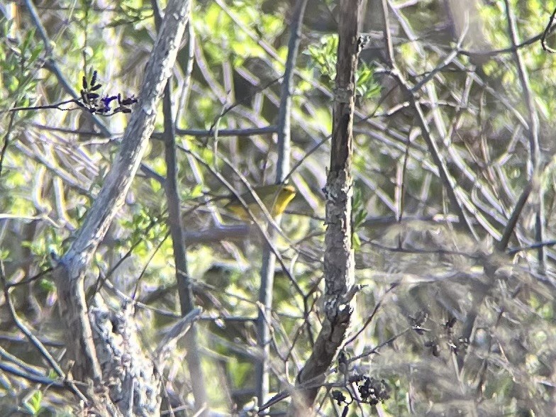 Wilson's Warbler - ML446810231