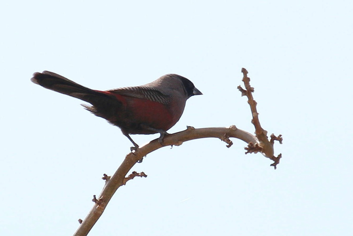 Black-faced Waxbill - Andrey Vlasenko