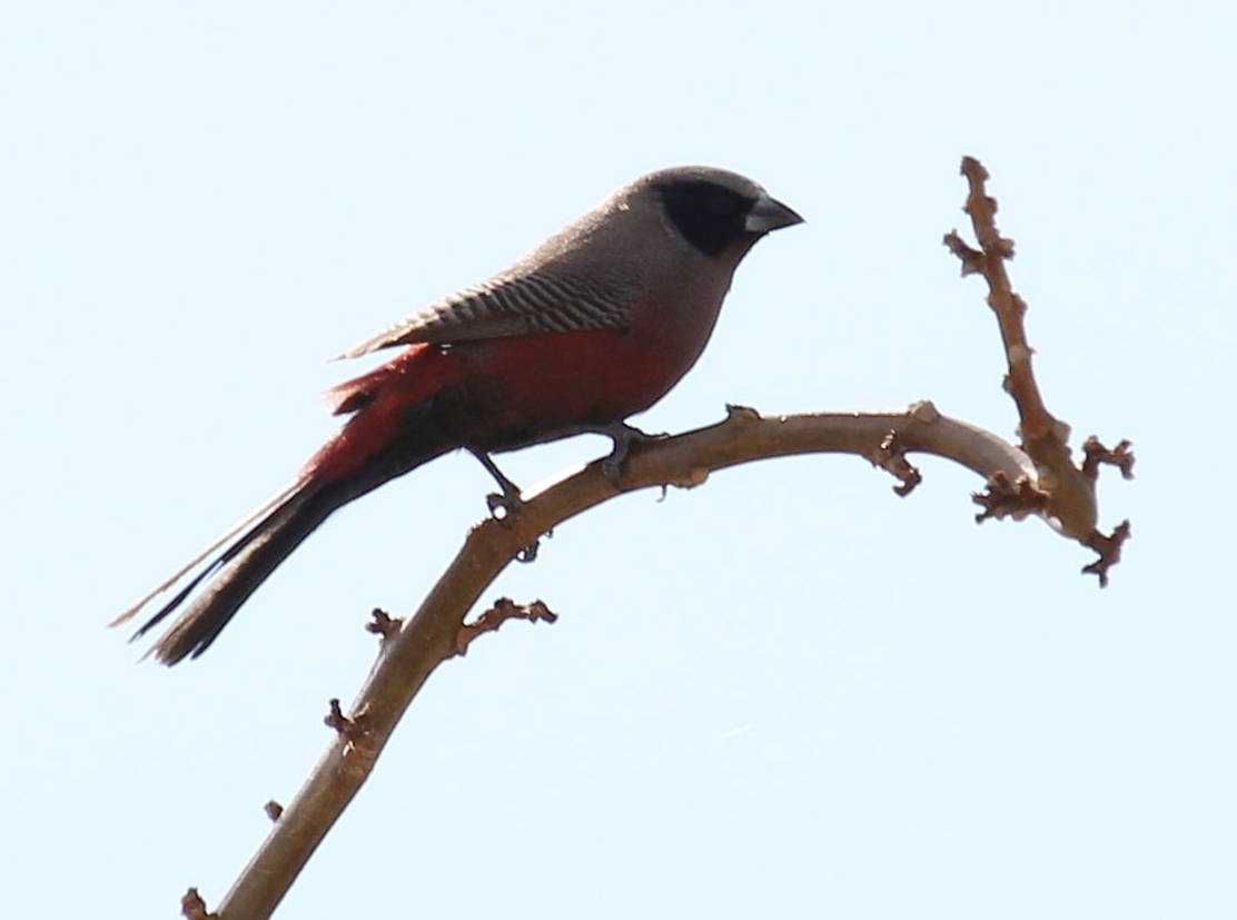 Black-faced Waxbill - ML44681051