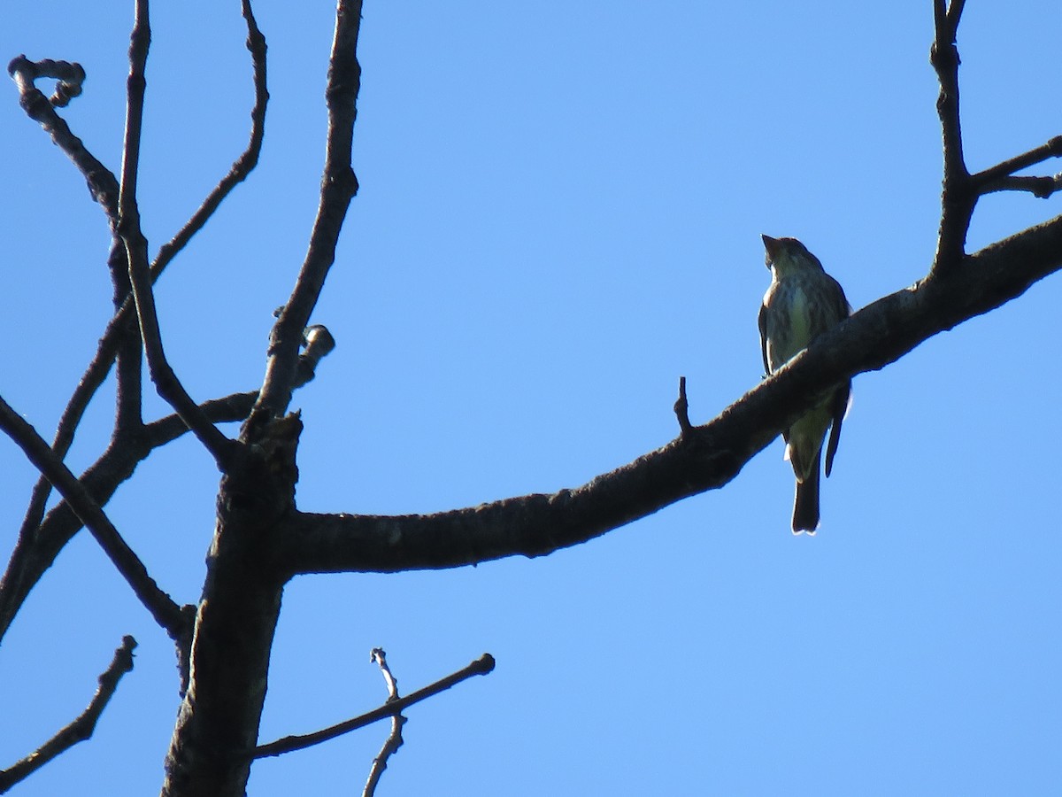 Olive-sided Flycatcher - ML446812021