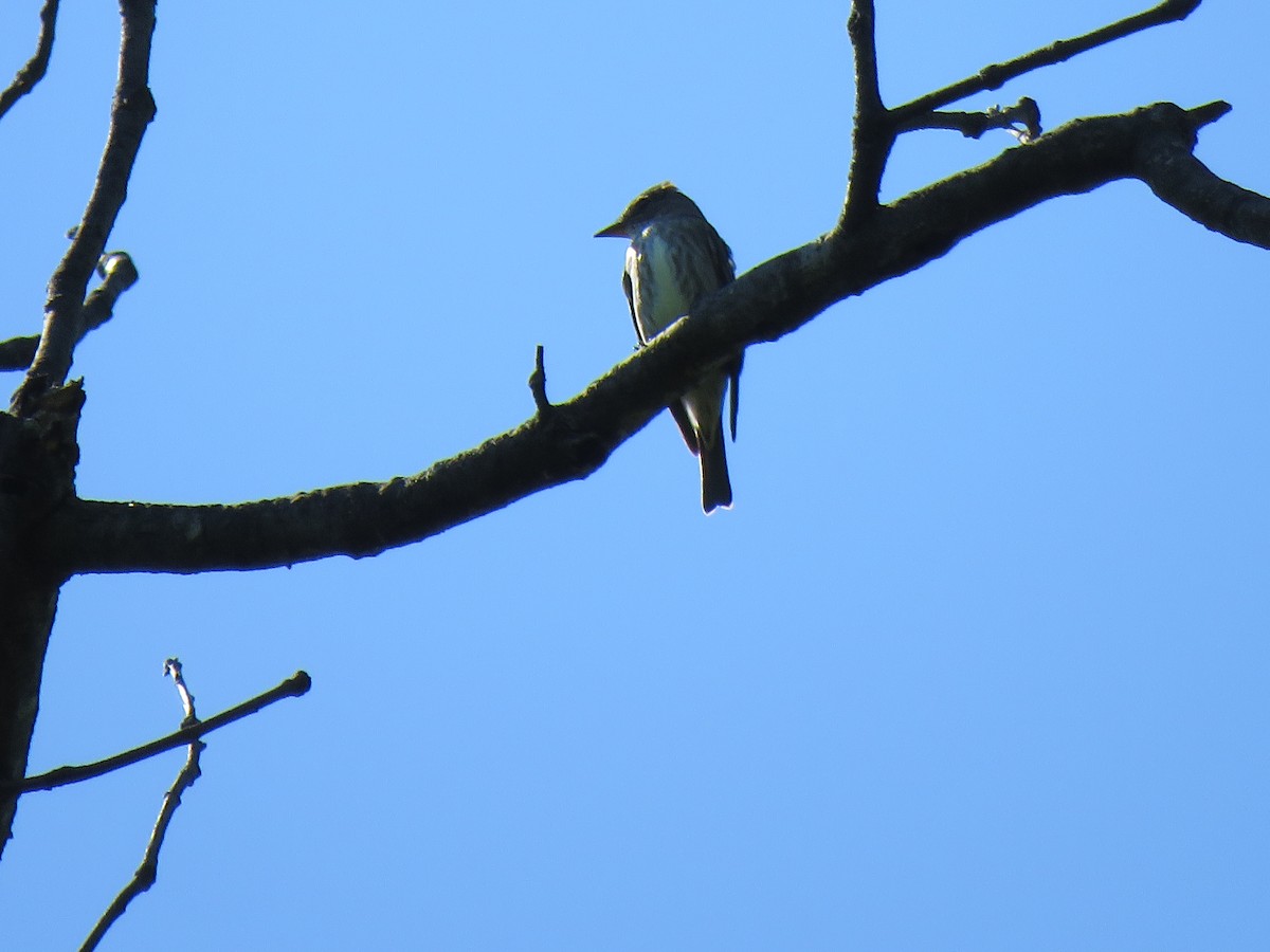 Olive-sided Flycatcher - ML446812051