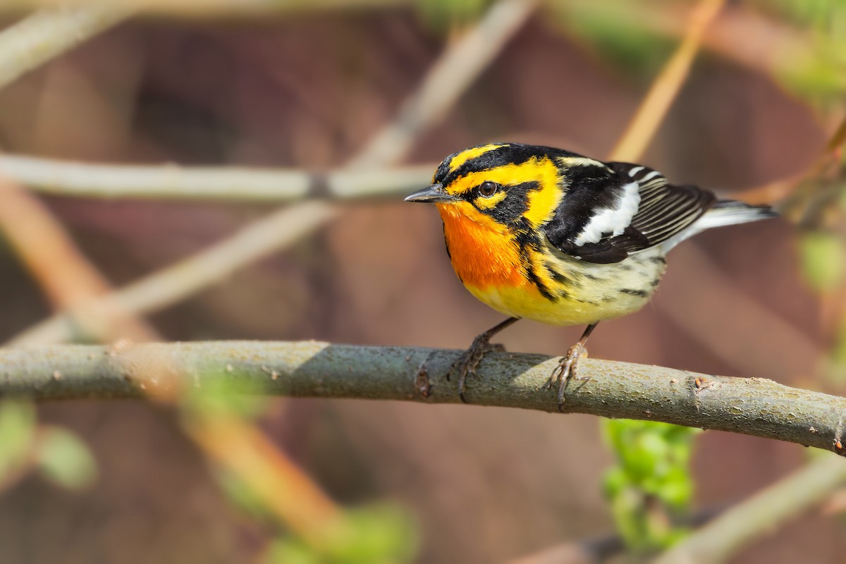 Blackburnian Warbler - ML446812571