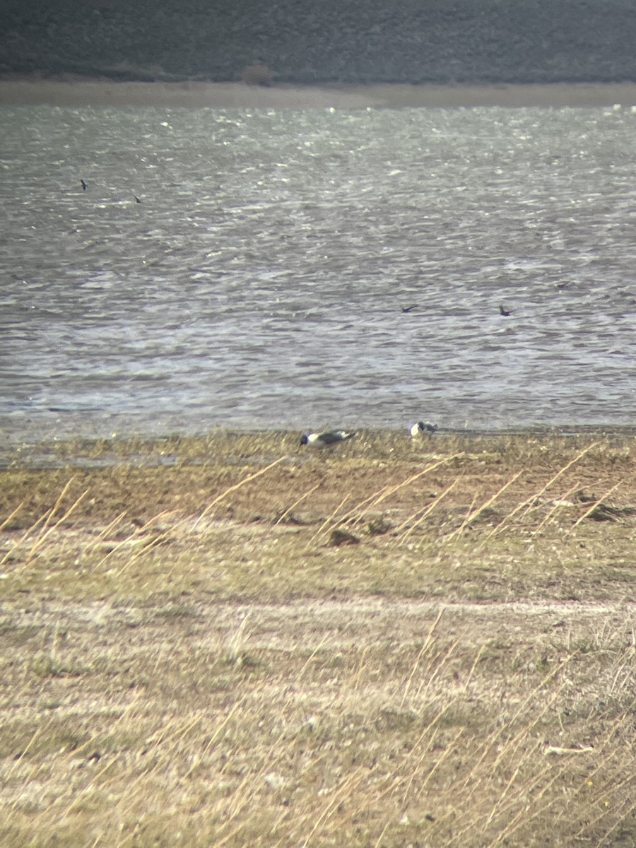 Franklin's Gull - ML446812981