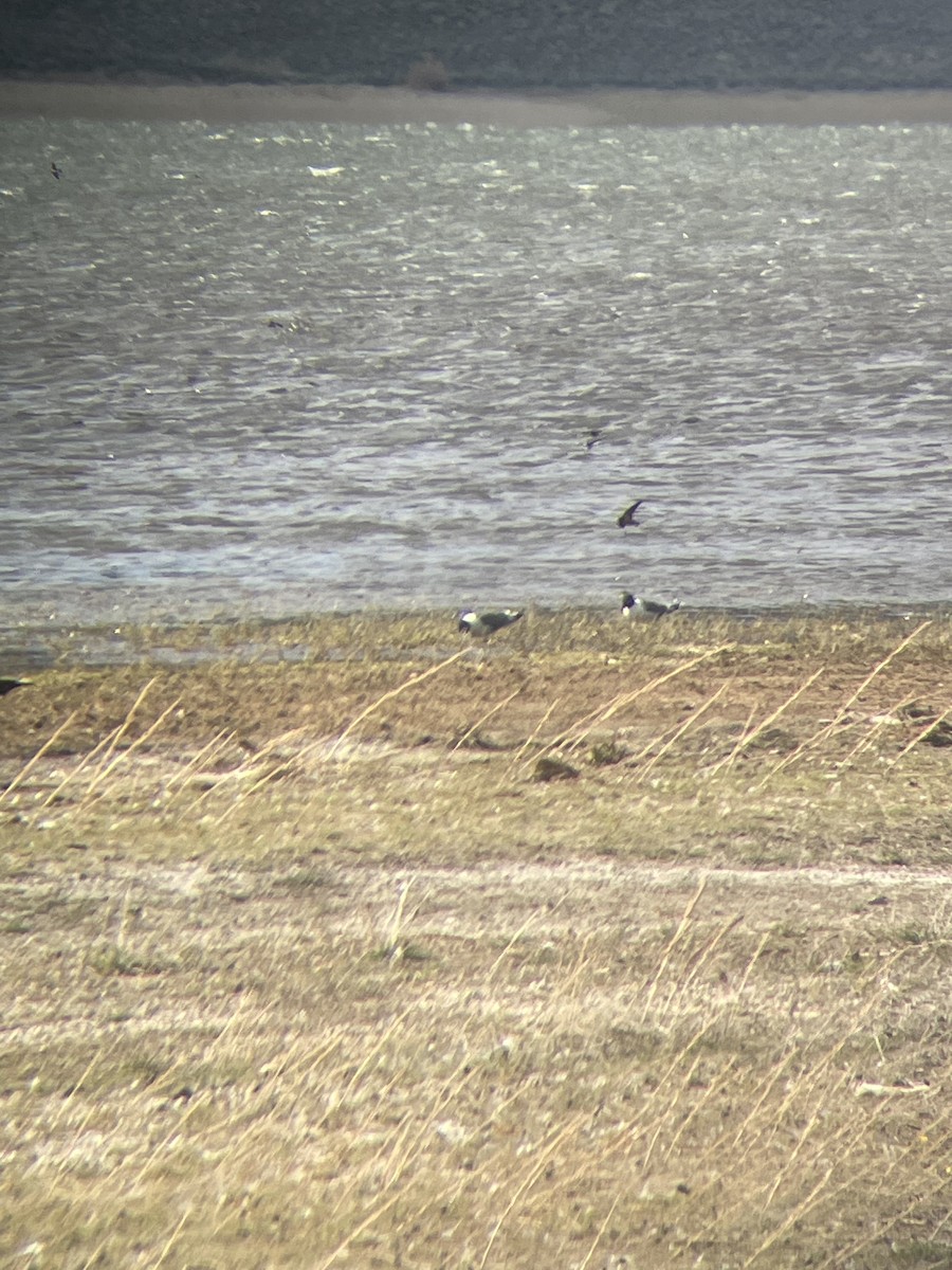 Franklin's Gull - ML446813031