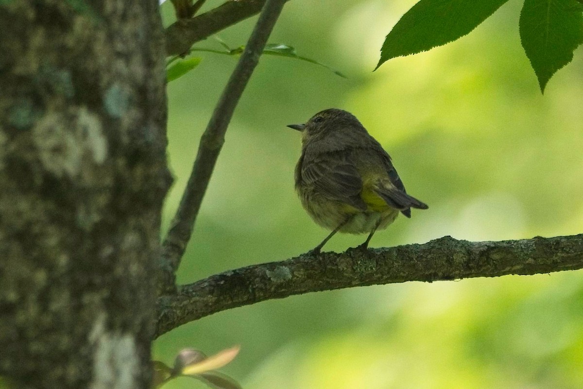 Palm Warbler - ML446813871