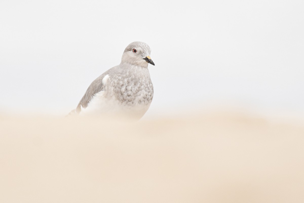 Magellanic Plover - ML446814661