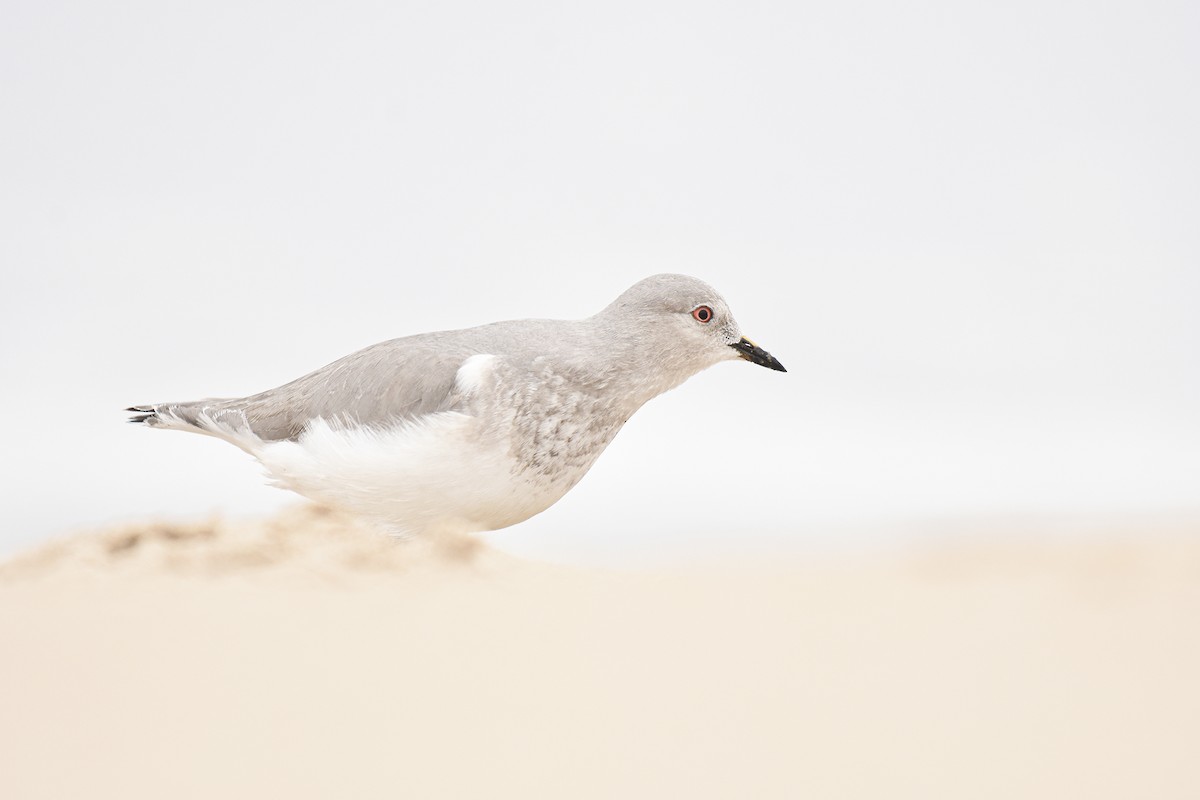 Magellanic Plover - ML446814671