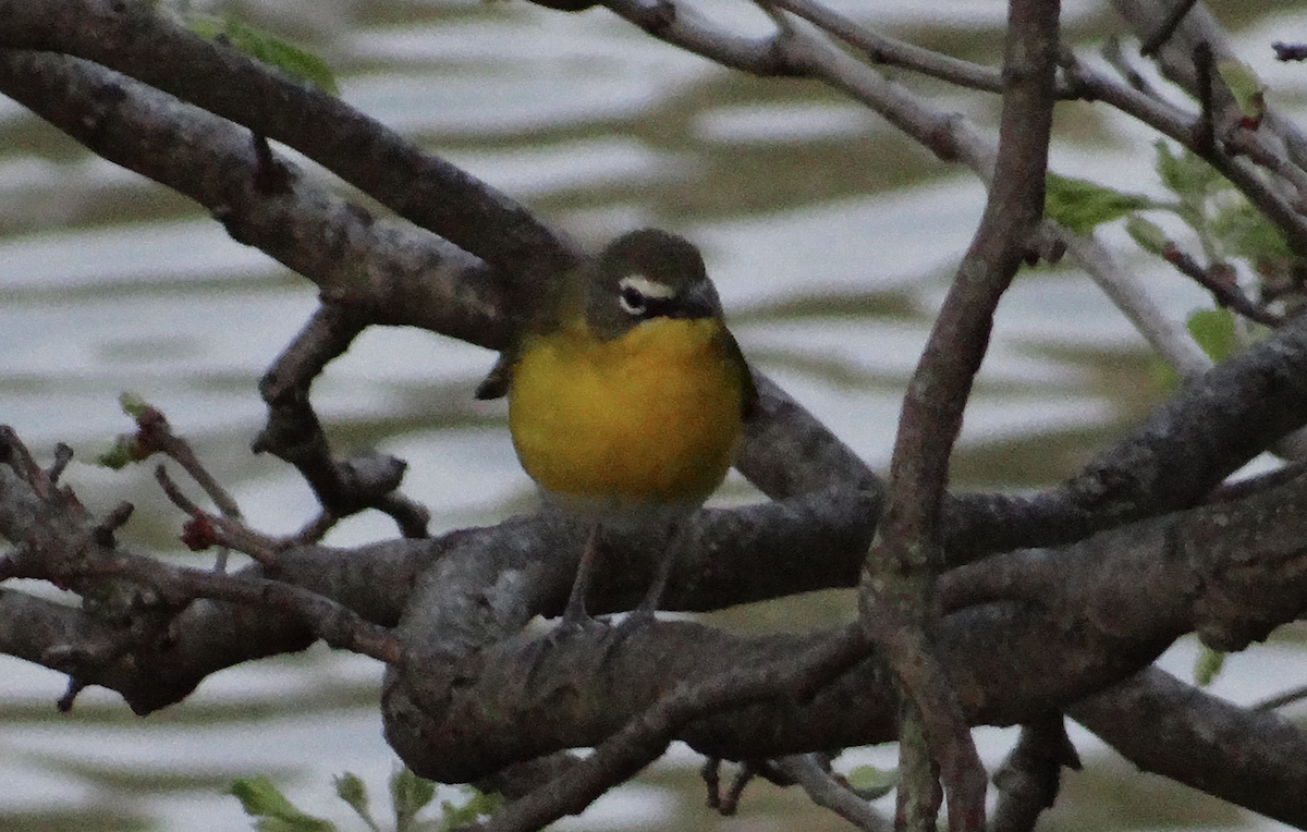 Yellow-breasted Chat - ML446815011