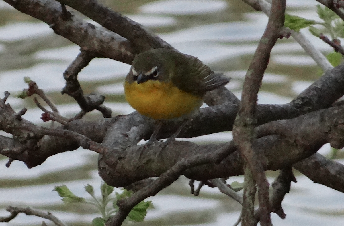 Yellow-breasted Chat - ML446815081