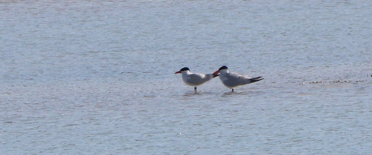 オニアジサシ - ML446816001