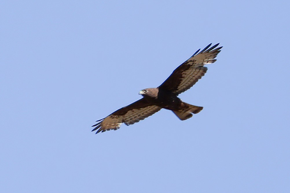 Short-tailed Hawk - ML446816921