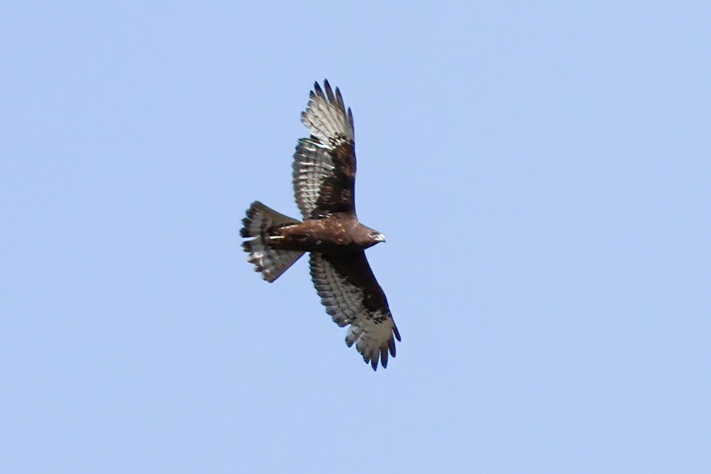 Short-tailed Hawk - ML446816941