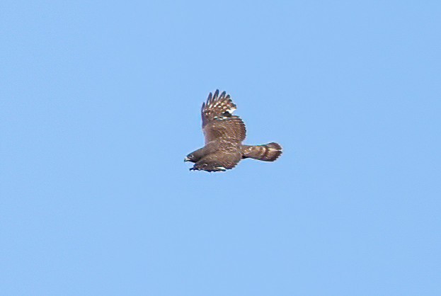 Short-tailed Hawk - ML446816981