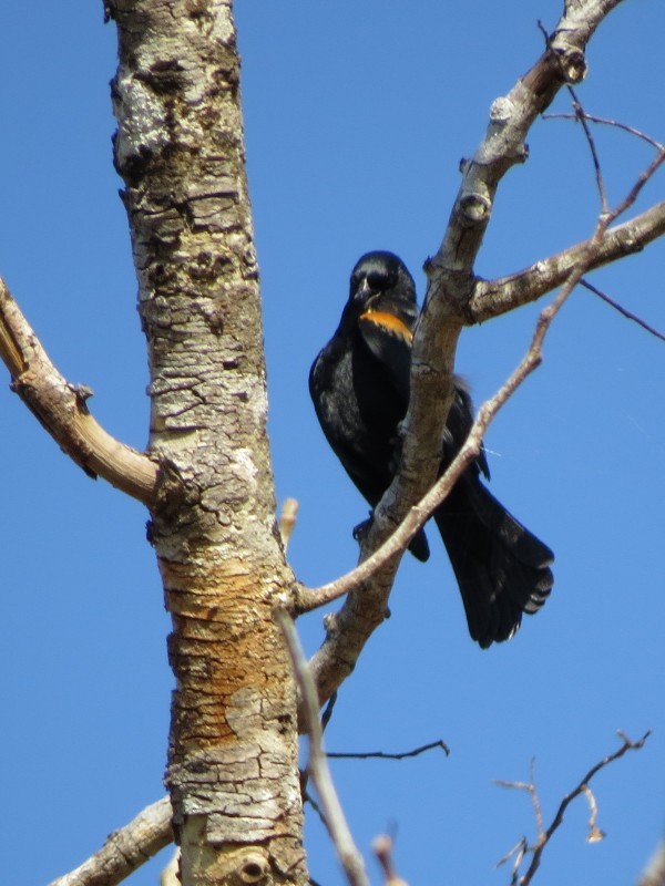 Tawny-shouldered Blackbird - ML446817221