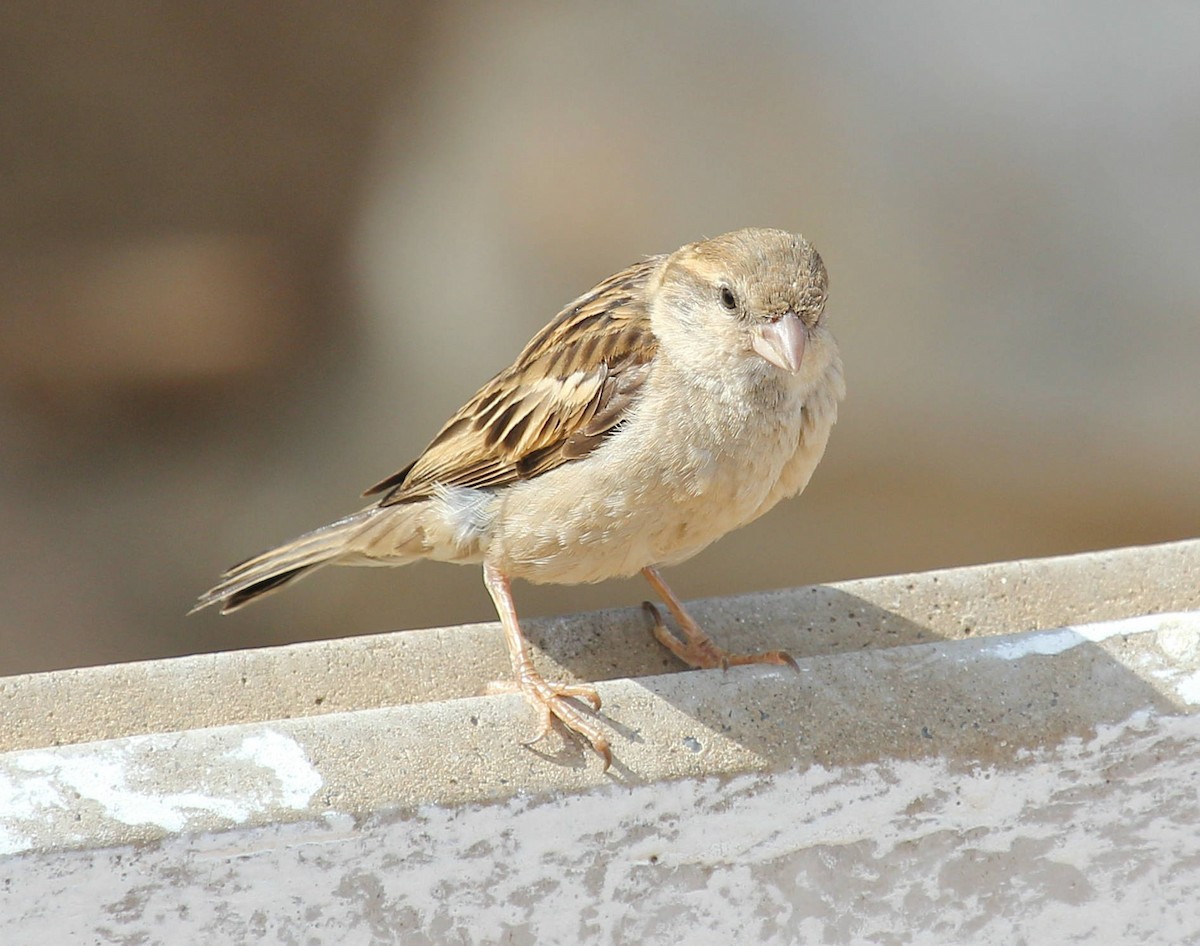 House Sparrow - ML44681741