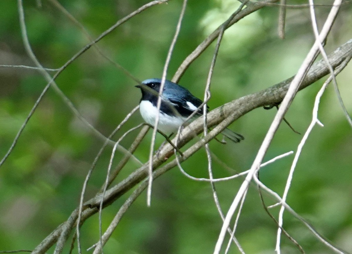 Black-throated Blue Warbler - Karen Cyr