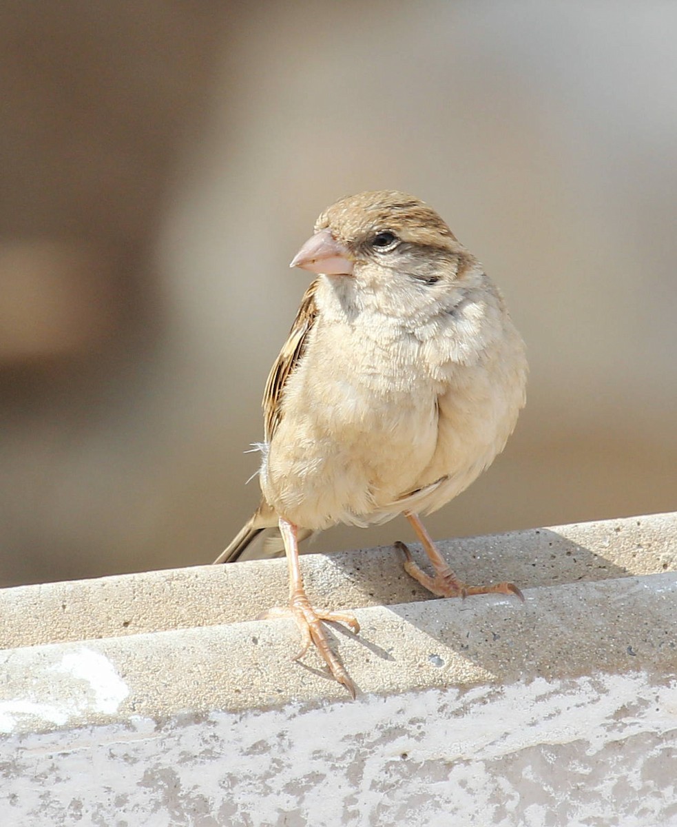 House Sparrow - ML44681751