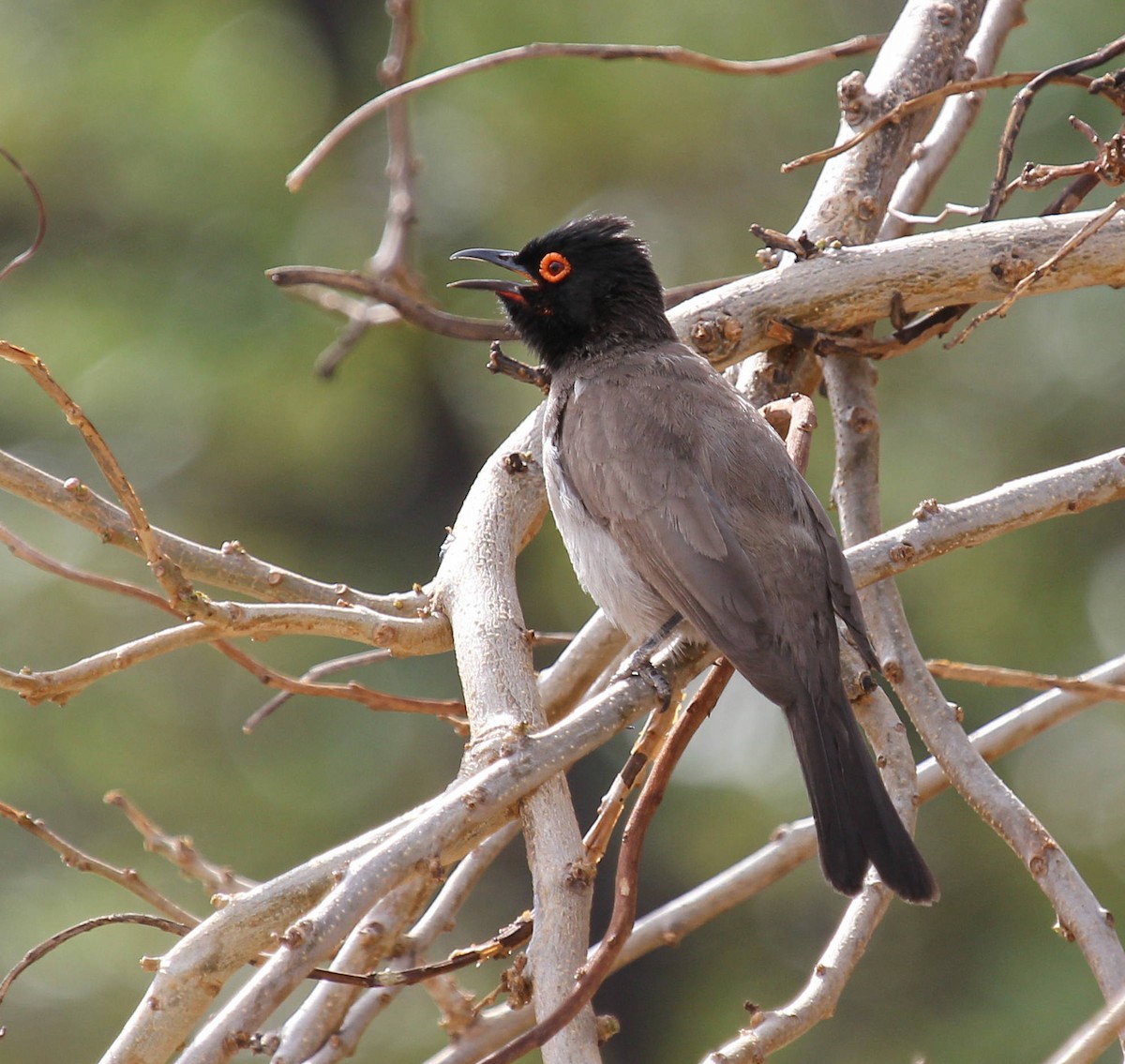 Black-fronted Bulbul - ML44681761